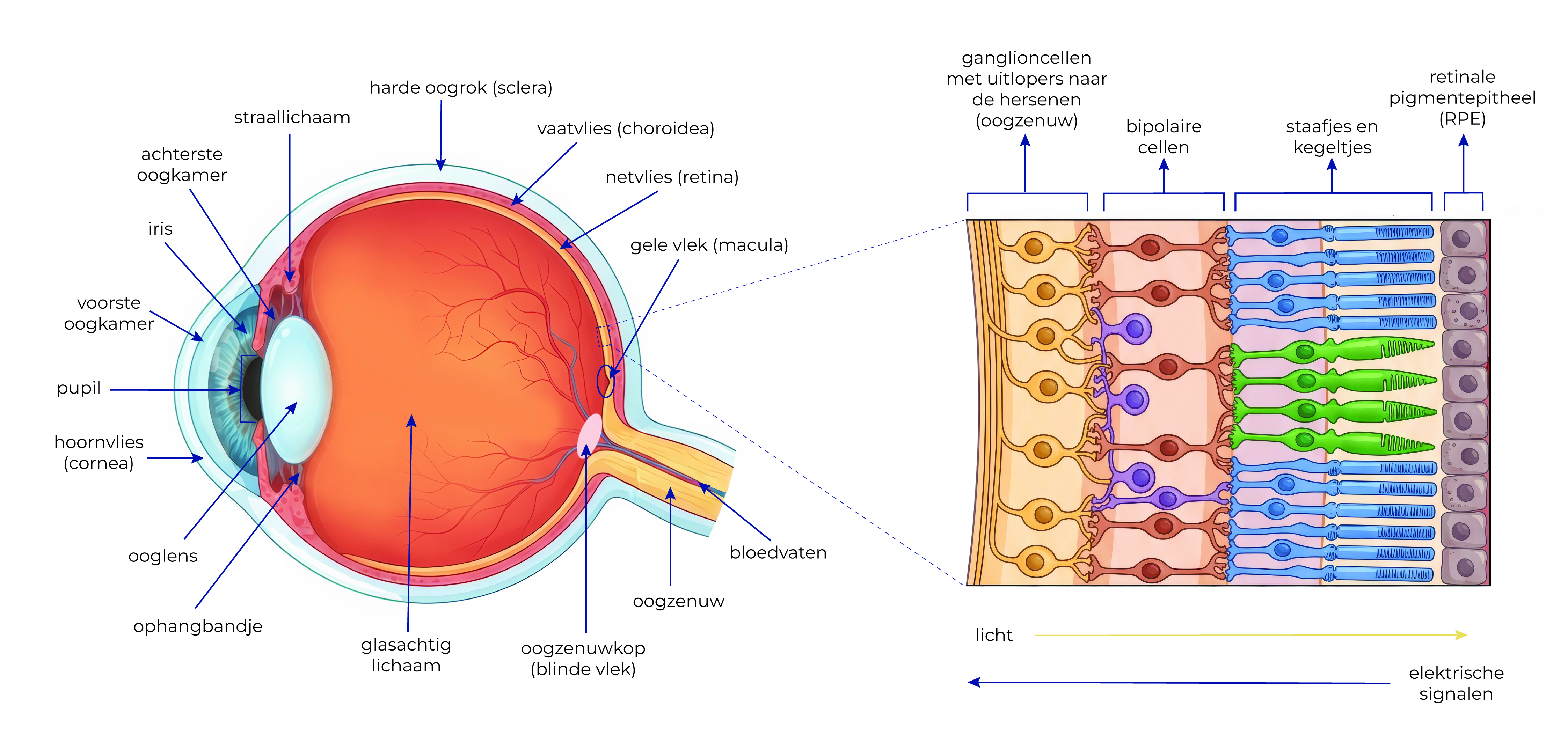 Figuur 1: Schematische weergave van de anatomie van het oog en de gelaagde opbouw van de retina